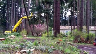 Timber Fallers Logging with Logging Machinery Western Washington