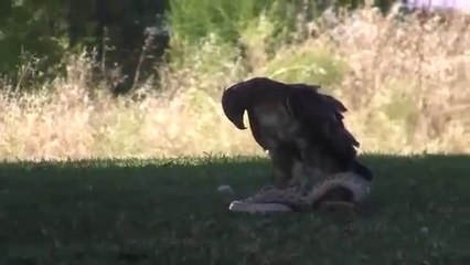 Golden Eagle Fights Snake