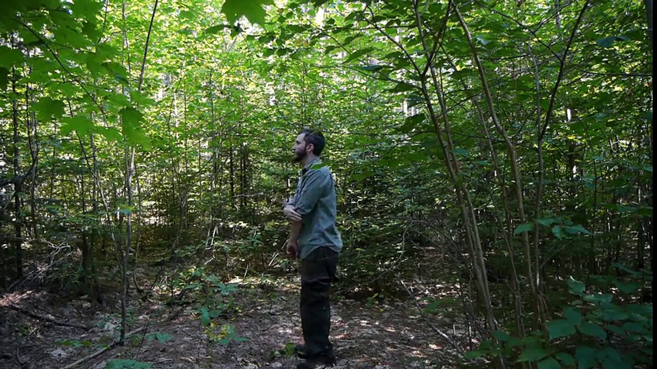 How To Make a Tree Spring Survival Trap