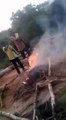 Des salauds mettent le feu à 3 chiots en Inde ! Révoltant