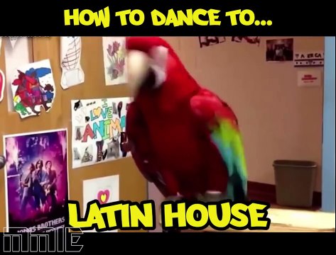 Ces perroquets vous montrent comment danser l'électro !