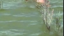 Cet homme porte secours à un faon qui se trouvait dans l’eau
