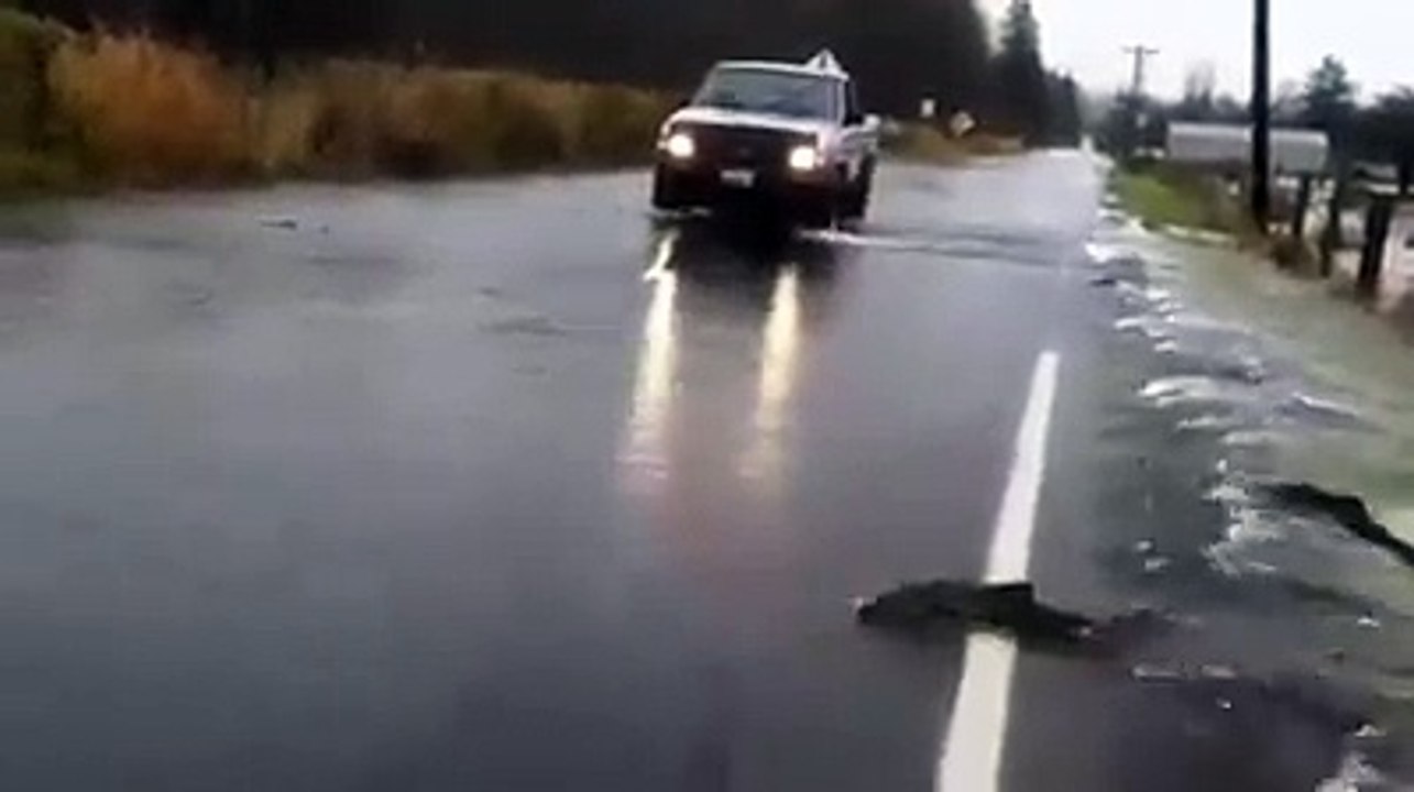 Des saumons traversent la route tranquillement