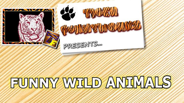 Wild animals can be even funnier than pets - Funny wild animals compilation