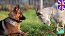 Les 10 Races De Chiens Les Plus Intelligentes Au Monde