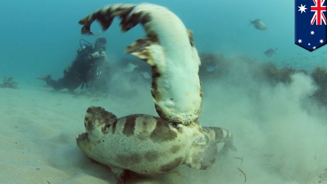 Ring de boxe pour requins : deux requins-tapis se battent en Australie