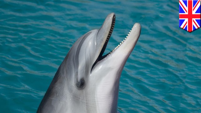 Techno : un nouveau sonar qui imite les grands dauphins