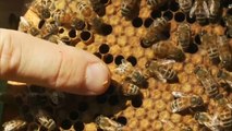 عقار جديد ينقذ النحل من أخطر مرض يهدده