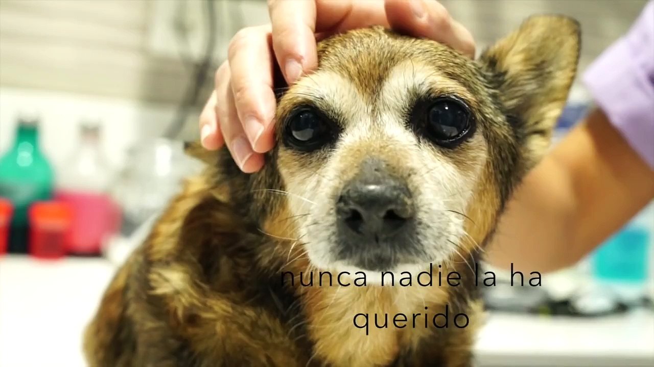 24 HORAS PARA SALVAR A LINA