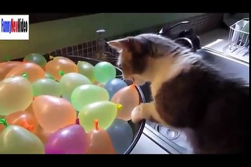 Funny animals acting like humans funny animals being stupid video 2016