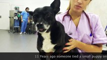 11 years ago Moon was run over by a train. Today she fights for her life again