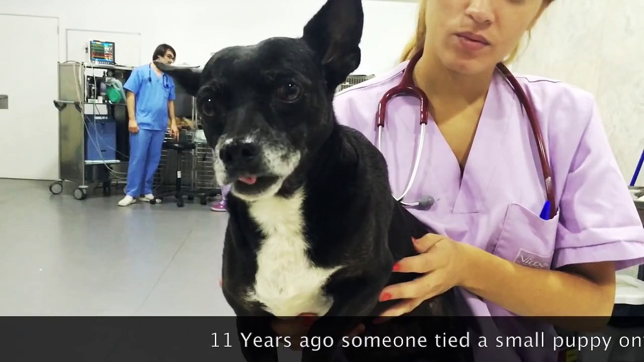 11 years ago Moon was run over by a train. Today she fights for her life again