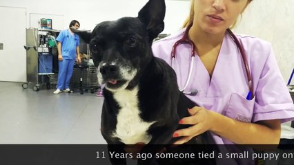 11 years ago Moon was run over by a train. Today she fights for her life again