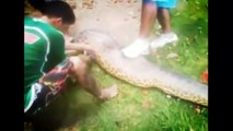 Most Amazing anaconda Attacks -  Anaconda Vs Dog, Anaconda Vs Deer, python