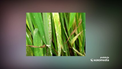 Kada i kako bi trebalo da uradite drugi tretman pšenice 451