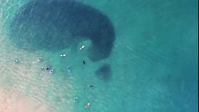 Une otarie chasse un banc de poissons