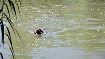 Rapport à l'Eau Griffon Korthals