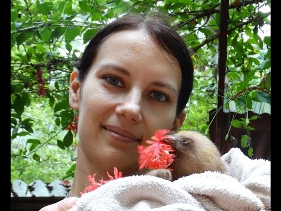 Adorable Sloth Eats Hibiscus Flowers in Vlogger's Arms