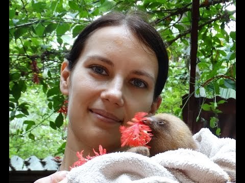 Adorable Sloth Eats Hibiscus Flowers in Vlogger's Arms