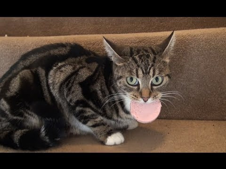 Mother Cat Gets Food to Her Kittens Despite Terrifying Vacuum Cleaner