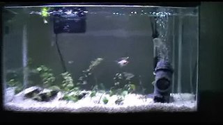 29 Gallon Freshwater Aquarium