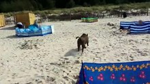 Un sanglier crée une frayeur générale sur plage, en fonçant sur plusieurs personnes