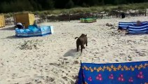 Un sanglier crée une frayeur générale sur plage, en fonçant sur plusieurs personnes