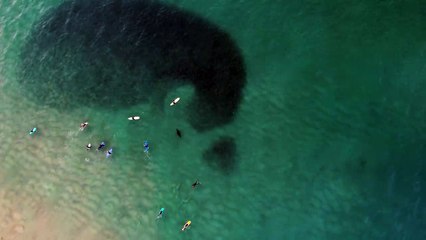Une otarie chasse un banc de poissons