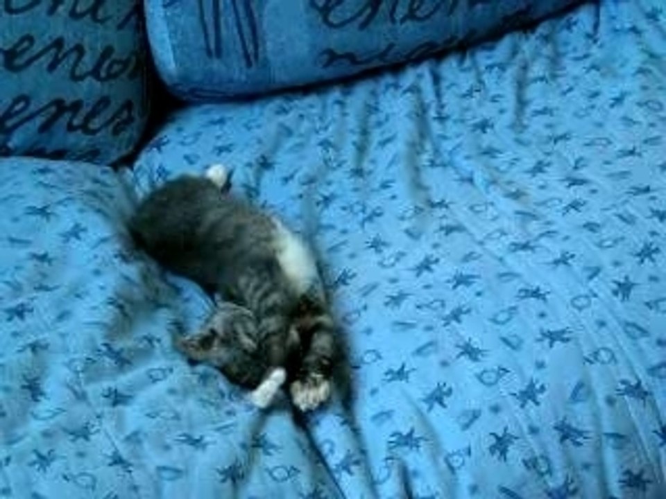 Chaton au réveil