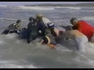 [57] MYSTERES - Ces dauphins qui nous sourient