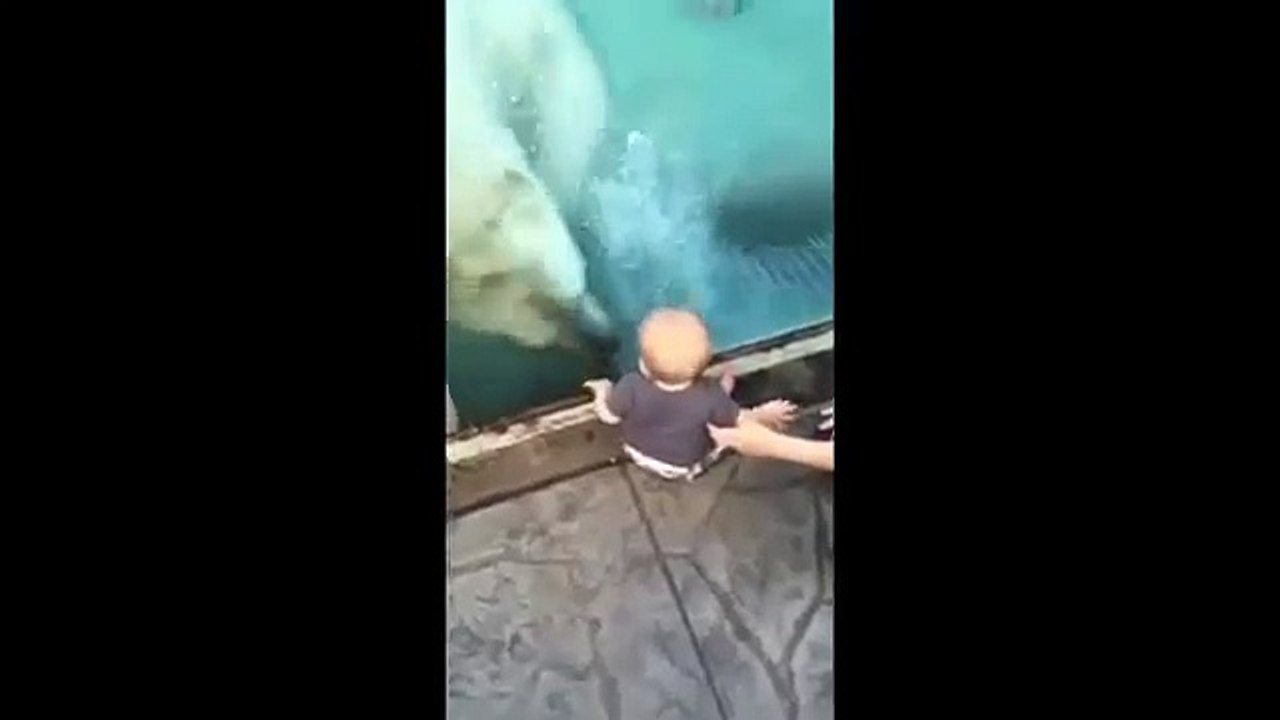 Térrifiant : un ours polaire attaque un bébé dans un Zoo