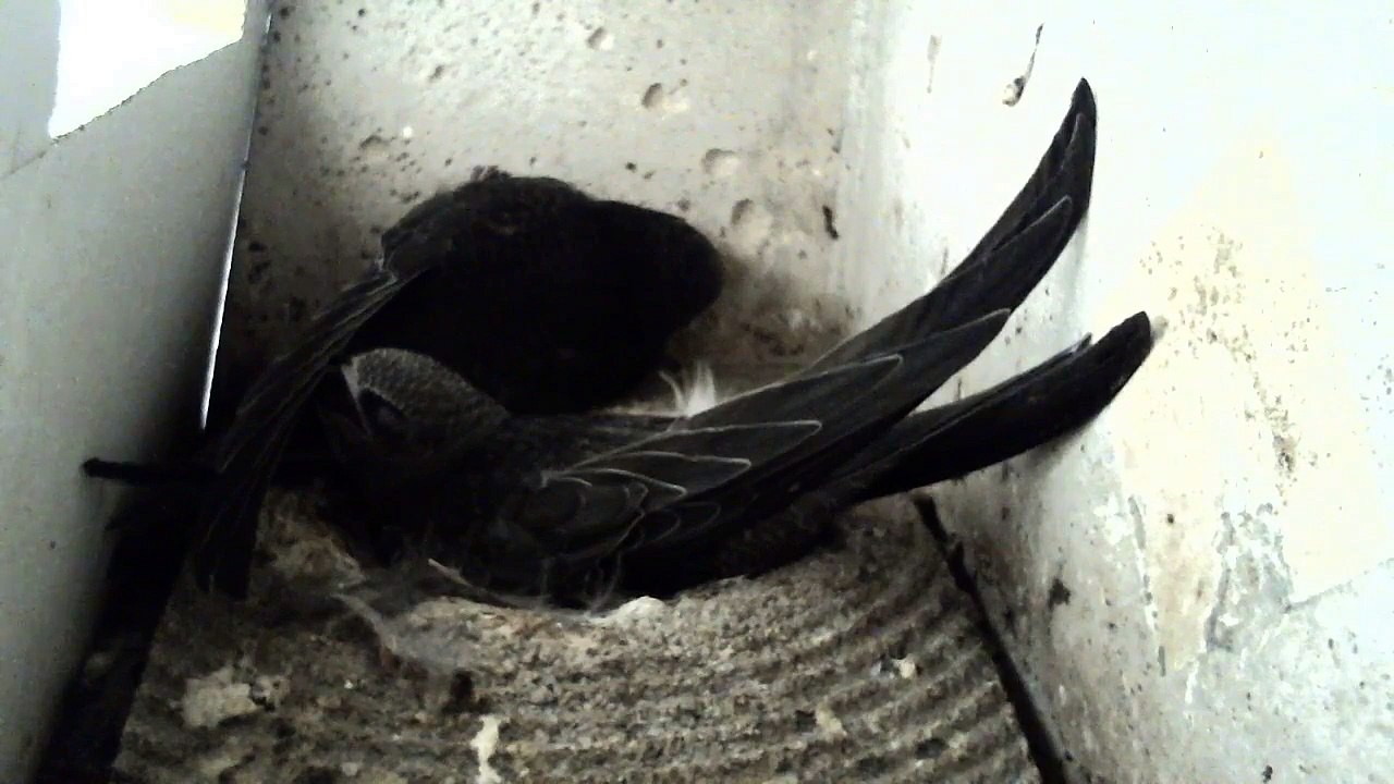 Mauersegler Nestcam 2016.30 - 21. Juli