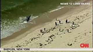 FLASHBACK: 26 FT Shark Washes up on shore in Long Island