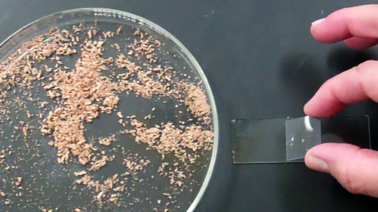 Lab 10 Part A How make a Cork cell slide