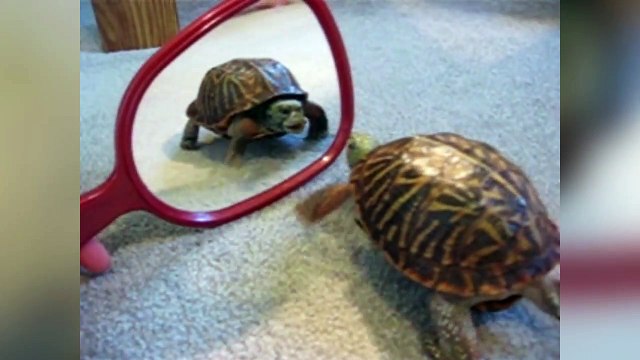 The Funniest Animals and Mirrors Bloopers of 2016 Caught On Tape | Kyoot Animals