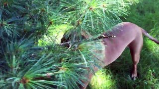 Elwood the Pitbull Trims Pine Trees