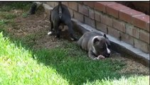 Baby Blue Nose Pitbull Puppies For Sale (Ears Cropped) !