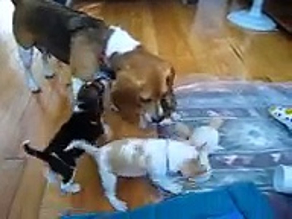 Beagle Puppies Playing with Mom !