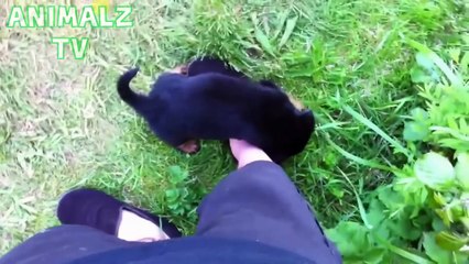 Best of Cats Meeting Puppies For The First Time in 2016 !