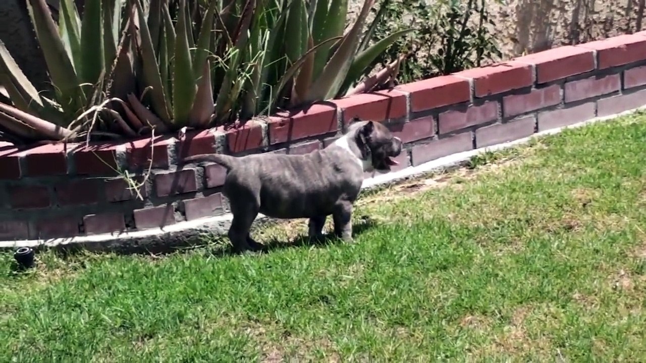 Blue Pitbull Puppies For Sale - Sold - Smokin Blue Pits !