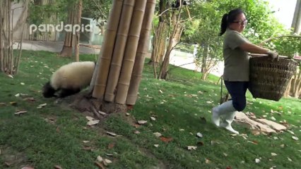 Trop Mignon ! Les Pandas empêchent la soigneuse de nettoyer leur cage !