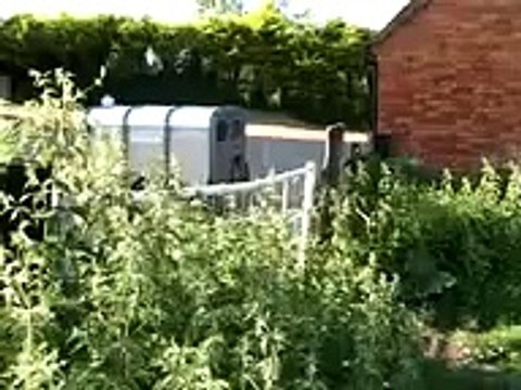 Border Collie Sheepdog Cute Dogs Puppies playing Movie Trailer !