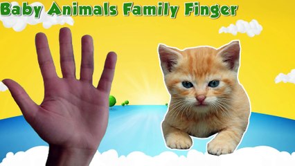 Baby Animals - Finger Family Song Collection - Nursery Rhymes Baby Animals Finger Family for Kids