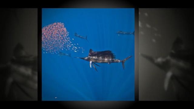 Nouveaux sites naturels inscrits au Patrimoine de l'humanité par l'Unesco