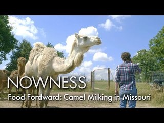 Camel Milking in Missouri
