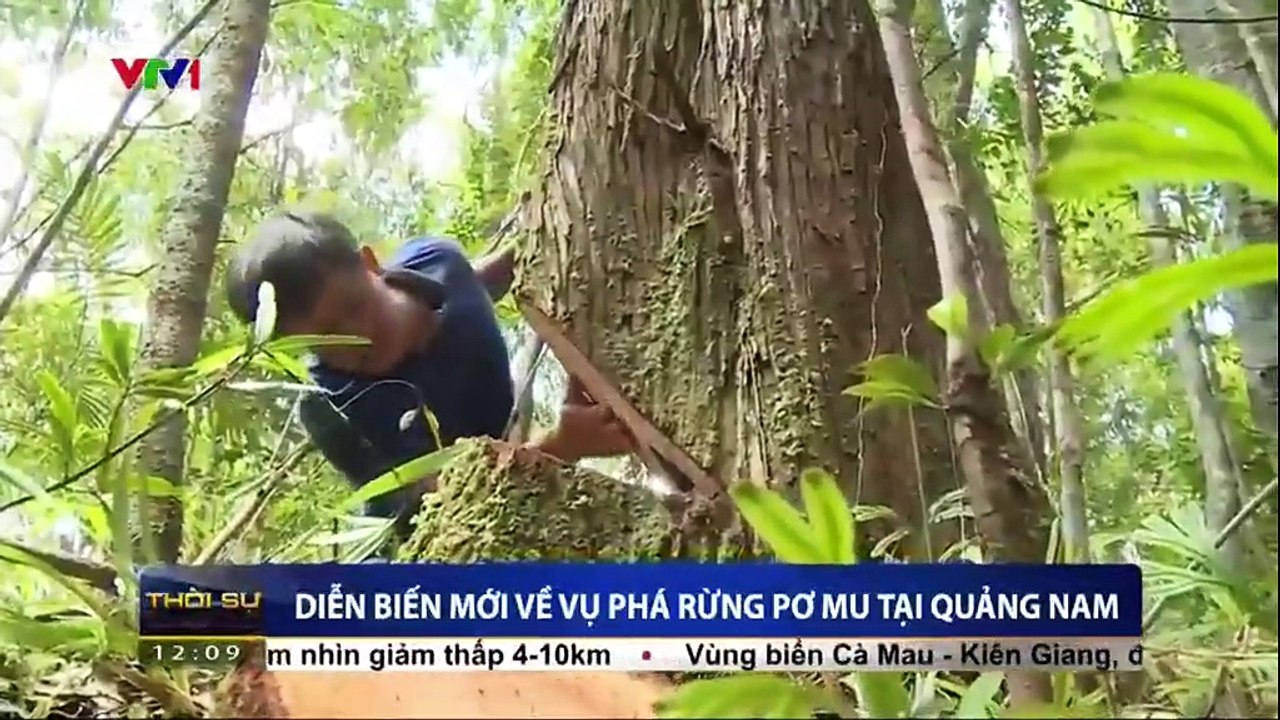 Diễn biến mới vụ phá rừng Pơ mu tại Quảng Nam