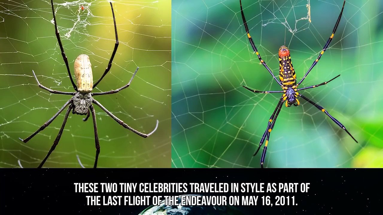 10 Craziest Things We Launched Into Space