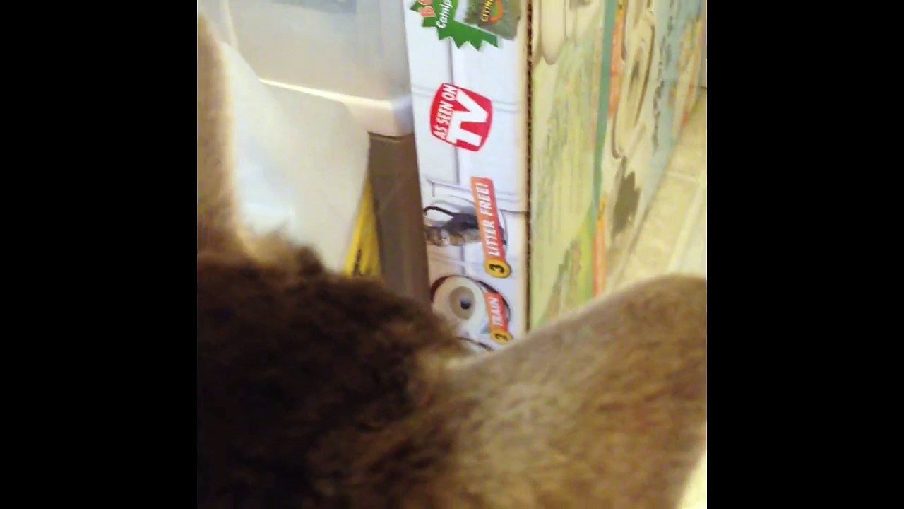 My Cats| Cats Hissing [23]