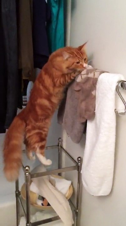 Cat has weird fascination with socks