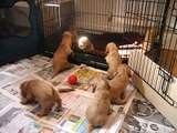 cocker spaniel pups at 24 days old